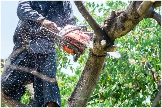 tree services Jennings Lodge